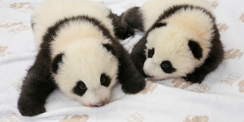 Panda_Zwillinge_im_B_84192758.jpg