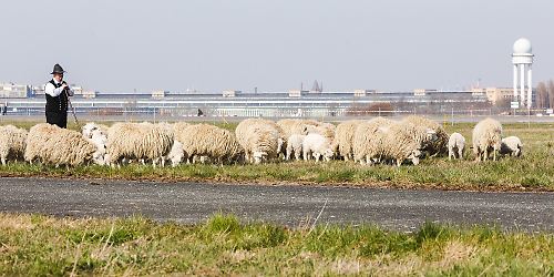 tempelhoferfeld_pressefotos_beweidung_schaefer_c_konstantinboerner.jpg